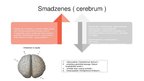 Prezentācija 'Galvas smadzenes', 2.