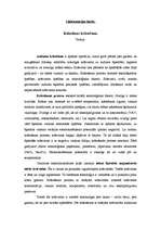 Konspekts 'Kokvilnas krāsošanas teorija', 1.