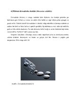 Referāts 'Homeopātija', 8.