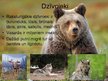 Prezentācija 'Taiga', 8.