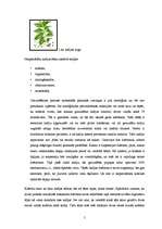 Referāts 'Kafija', 5.