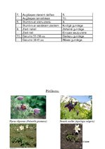 Konspekts 'Gundegu dzimtas noteicējs', 3.