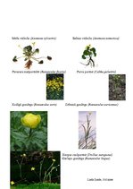 Konspekts 'Gundegu dzimtas noteicējs', 4.