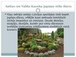 Prezentācija 'Senās Japānas kultūras izpausmes mūsdienu Latvijā', 8.