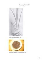 Referāts 'Datora ietekme uz auzu augšanu', 32.