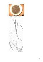 Referāts 'Datora ietekme uz auzu augšanu', 33.