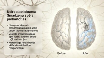 Prezentācija 'Vai smadzenes spēj pārveidoties pēc traumas vai insulta', 7.