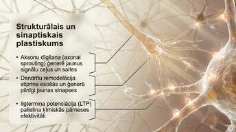 Prezentācija 'Vai smadzenes spēj pārveidoties pēc traumas vai insulta', 8.