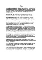 Konspekts 'Cēsis', 1.