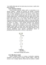 Referāts 'Krusta zirnekļa uzbūve un dzīves veids', 7.