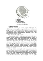 Referāts 'Krusta zirnekļa uzbūve un dzīves veids', 9.