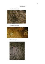 Referāts 'Citrusaugļi', 18.