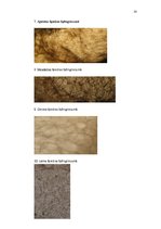 Referāts 'Citrusaugļi', 20.