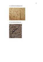 Referāts 'Citrusaugļi', 21.