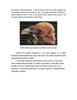 Konspekts 'Senie hominīdi', 2.