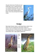 Referāts 'Stārķveidīgie', 5.