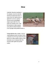 Referāts 'Stārķveidīgie', 6.