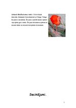 Referāts 'Stārķveidīgie', 7.