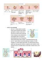 Konspekts 'Dziedzerepitēlijs', 3.