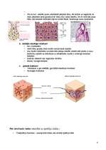 Konspekts 'Dziedzerepitēlijs', 4.
