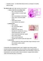 Konspekts 'Dziedzerepitēlijs', 5.