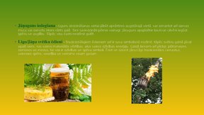 Prezentācija 'Līgo svētku iezīmes', 6.