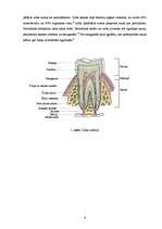 Referāts 'Vienšūņu fauna cilvēka mutes dobumā', 8.
