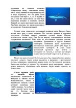 Referāts 'Рыбы мирового океана', 3.
