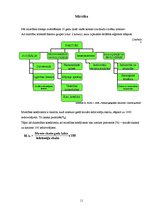 Referāts 'Pilskalnes pagasta demogrāfiskais stāvoklis', 11.