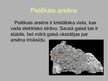 Prezentācija 'Arsēns', 8.