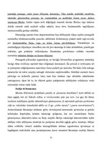 Konspekts 'Itālijas māksla un arhitektūra viduslaikos', 25.