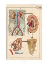 Referāts 'Cilvēka urīnizvadsistēma', 9.