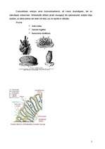 Konspekts 'Parazoju apakšvalsts. Sūkļu tips', 2.