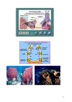 Konspekts 'Parazoju apakšvalsts. Sūkļu tips', 3.