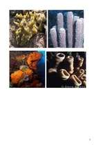 Konspekts 'Parazoju apakšvalsts. Sūkļu tips', 5.