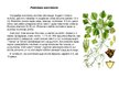 Prezentācija 'Augi dažādās ekosistēmās', 4.