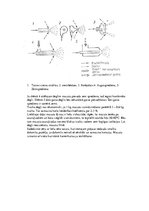 Prezentācija 'Šķidrā kurināmā sadedzināšana', 2.