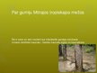 Prezentācija 'Mitrie tropiskie meži', 6.