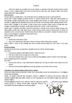 Konspekts 'Futbols', 1.