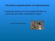 Prezentācija 'Mitruma ietekme uz organismiem', 7.