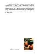 Referāts 'Nacionālisms un kultūras identitāte', 6.