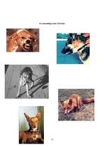 Referāts 'Trakumsērga', 17.