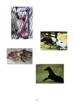 Referāts 'Trakumsērga', 18.