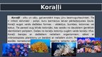 Prezentācija 'Ūdens ekosistēmu daudzveidība – koraļļu rifi', 3.