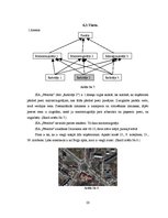 Biznesa plāns 'SIA "Pēterītis" biznesa plāns', 20.