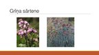 Prezentācija 'Grīņu dabas rezervāts', 7.