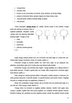 Referāts 'Koku un krūmu dzīve ziemā', 15.