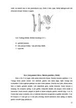 Referāts 'Koku un krūmu dzīve ziemā', 25.