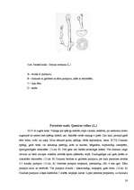 Referāts 'Koku un krūmu dzīve ziemā', 28.