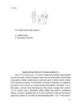 Referāts 'Koku un krūmu dzīve ziemā', 31.